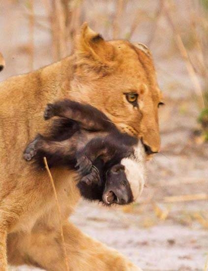 Güneş battıktan sonra ortaya çıkıyor! 242
