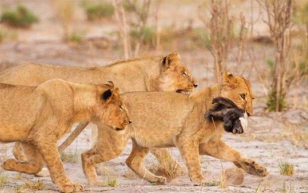 Güneş battıktan sonra ortaya çıkıyor! 243