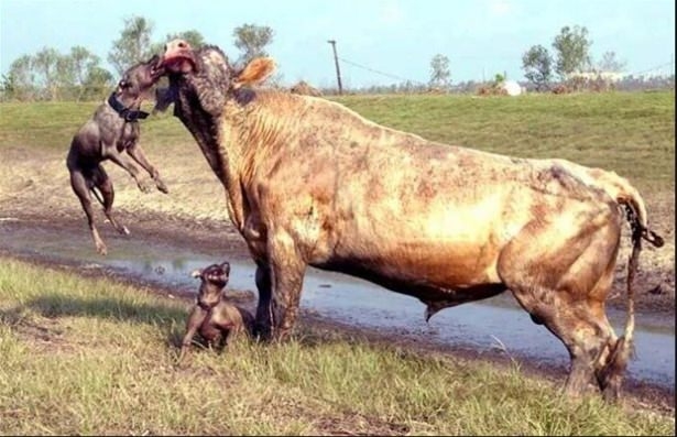Güneş battıktan sonra ortaya çıkıyor! 245