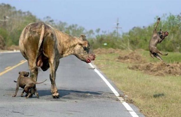 Güneş battıktan sonra ortaya çıkıyor! 246