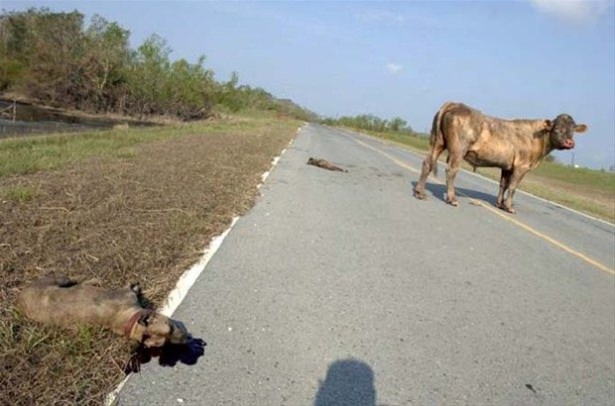 Güneş battıktan sonra ortaya çıkıyor! 247
