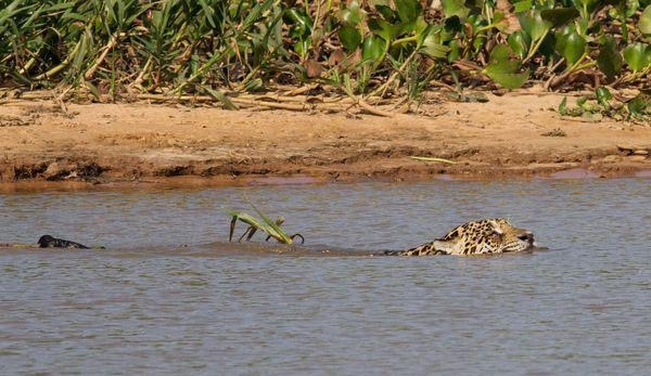 Güneş battıktan sonra ortaya çıkıyor! 249