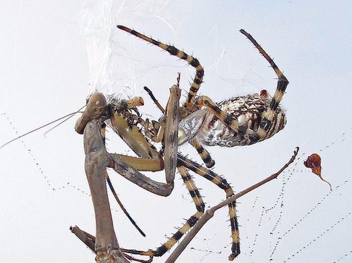 Güneş battıktan sonra ortaya çıkıyor! 25