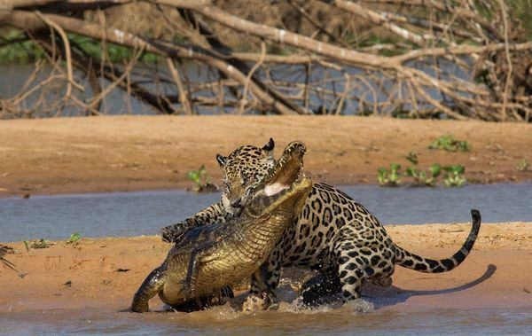 Güneş battıktan sonra ortaya çıkıyor! 252