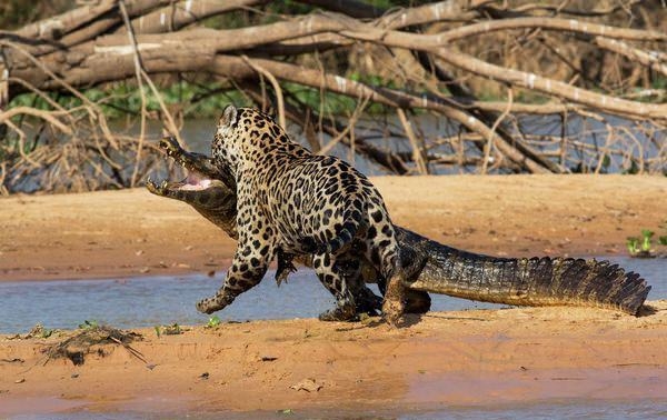 Güneş battıktan sonra ortaya çıkıyor! 253