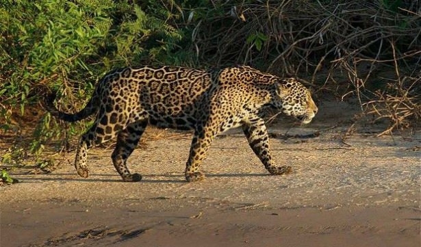 Güneş battıktan sonra ortaya çıkıyor! 254