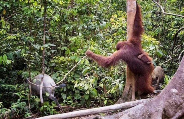 Güneş battıktan sonra ortaya çıkıyor! 256