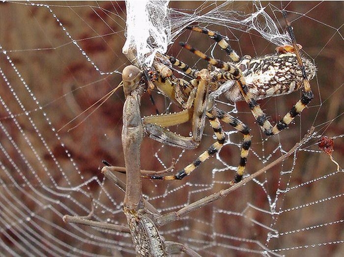 Güneş battıktan sonra ortaya çıkıyor! 26