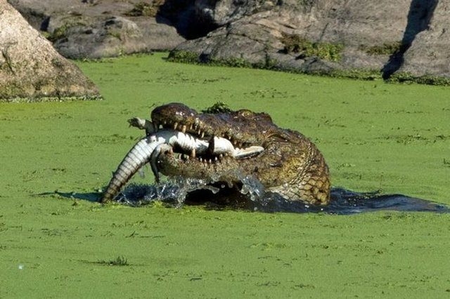 Güneş battıktan sonra ortaya çıkıyor! 264