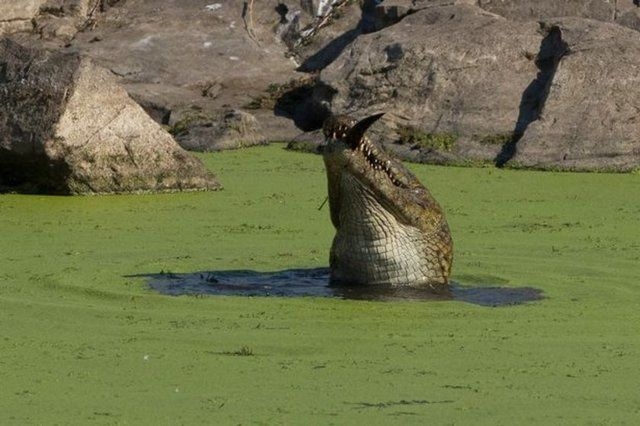 Güneş battıktan sonra ortaya çıkıyor! 268