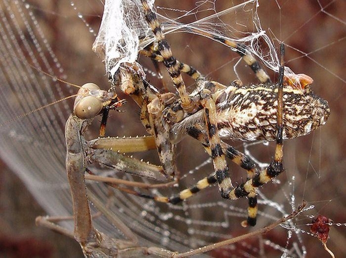 Güneş battıktan sonra ortaya çıkıyor! 27