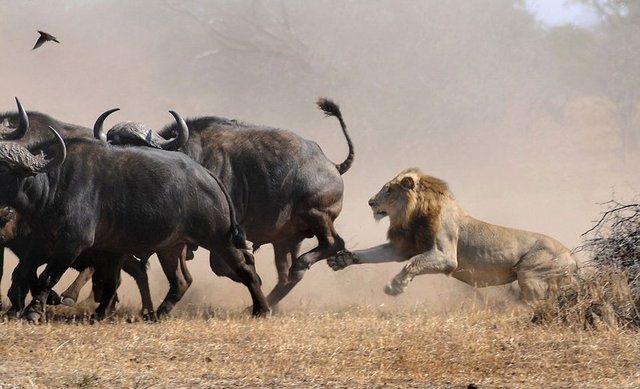 Güneş battıktan sonra ortaya çıkıyor! 272