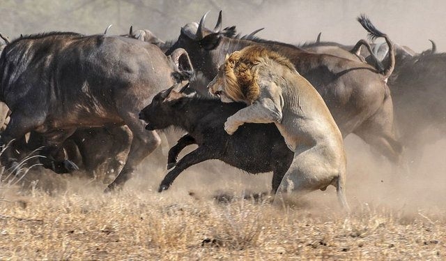 Güneş battıktan sonra ortaya çıkıyor! 274
