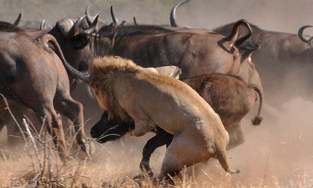 Güneş battıktan sonra ortaya çıkıyor! 275