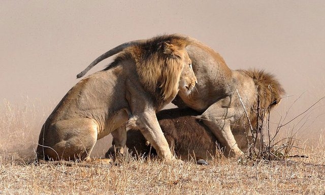 Güneş battıktan sonra ortaya çıkıyor! 278