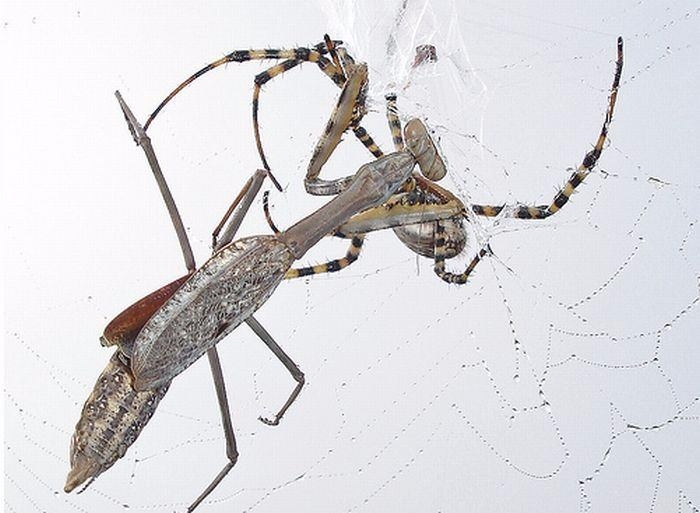 Güneş battıktan sonra ortaya çıkıyor! 28