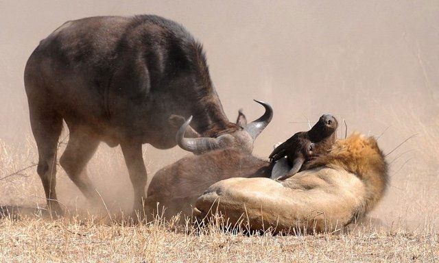 Güneş battıktan sonra ortaya çıkıyor! 280