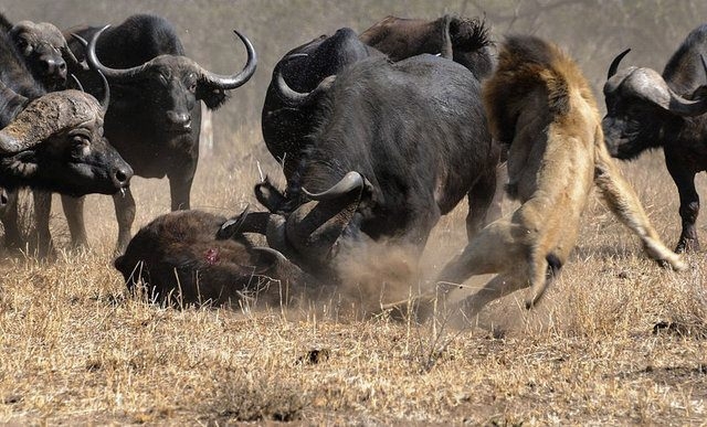 Güneş battıktan sonra ortaya çıkıyor! 281