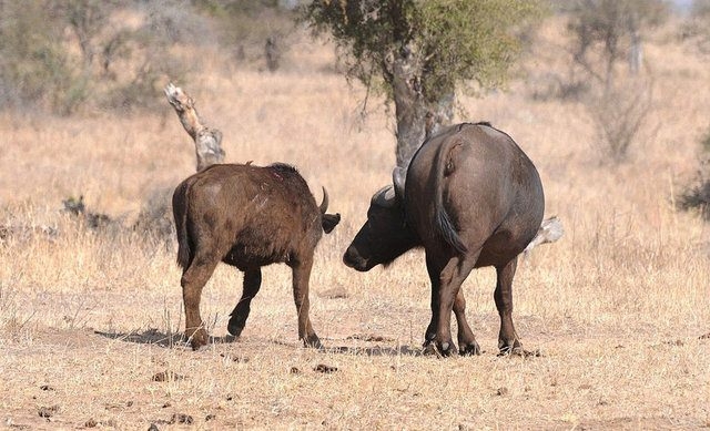 Güneş battıktan sonra ortaya çıkıyor! 285