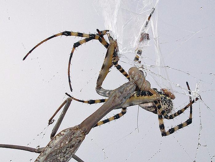 Güneş battıktan sonra ortaya çıkıyor! 29