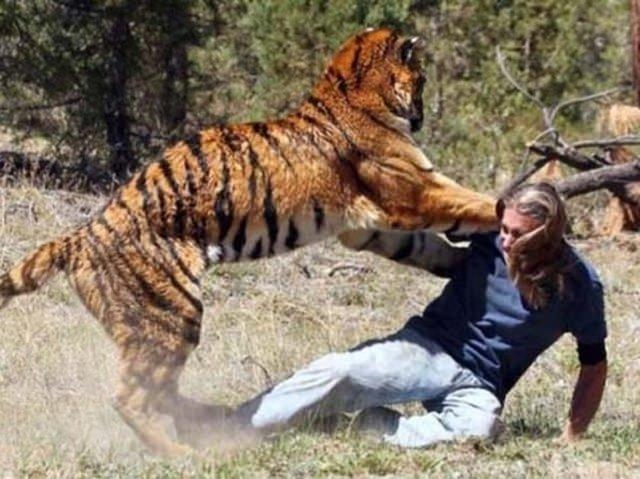 Güneş battıktan sonra ortaya çıkıyor! 297