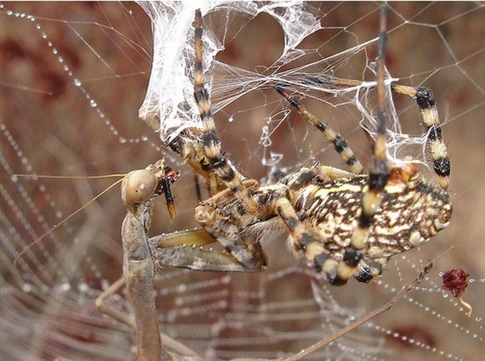 Güneş battıktan sonra ortaya çıkıyor! 30