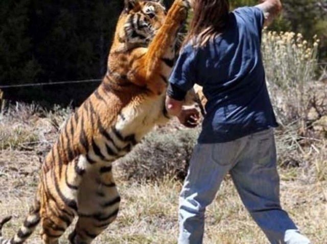 Güneş battıktan sonra ortaya çıkıyor! 300