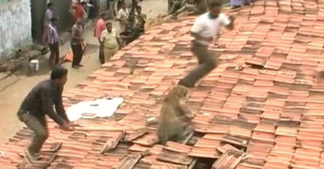 Güneş battıktan sonra ortaya çıkıyor! 306