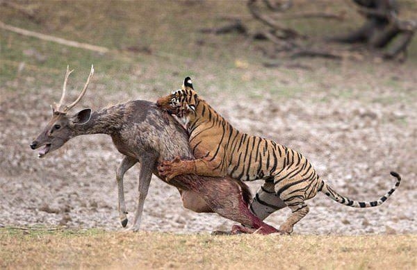 Güneş battıktan sonra ortaya çıkıyor! 31