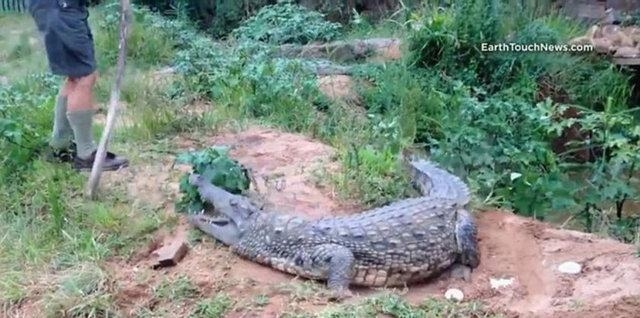 Güneş battıktan sonra ortaya çıkıyor! 321