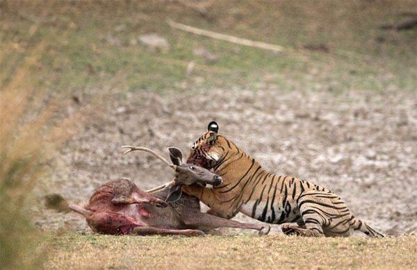 Güneş battıktan sonra ortaya çıkıyor! 33