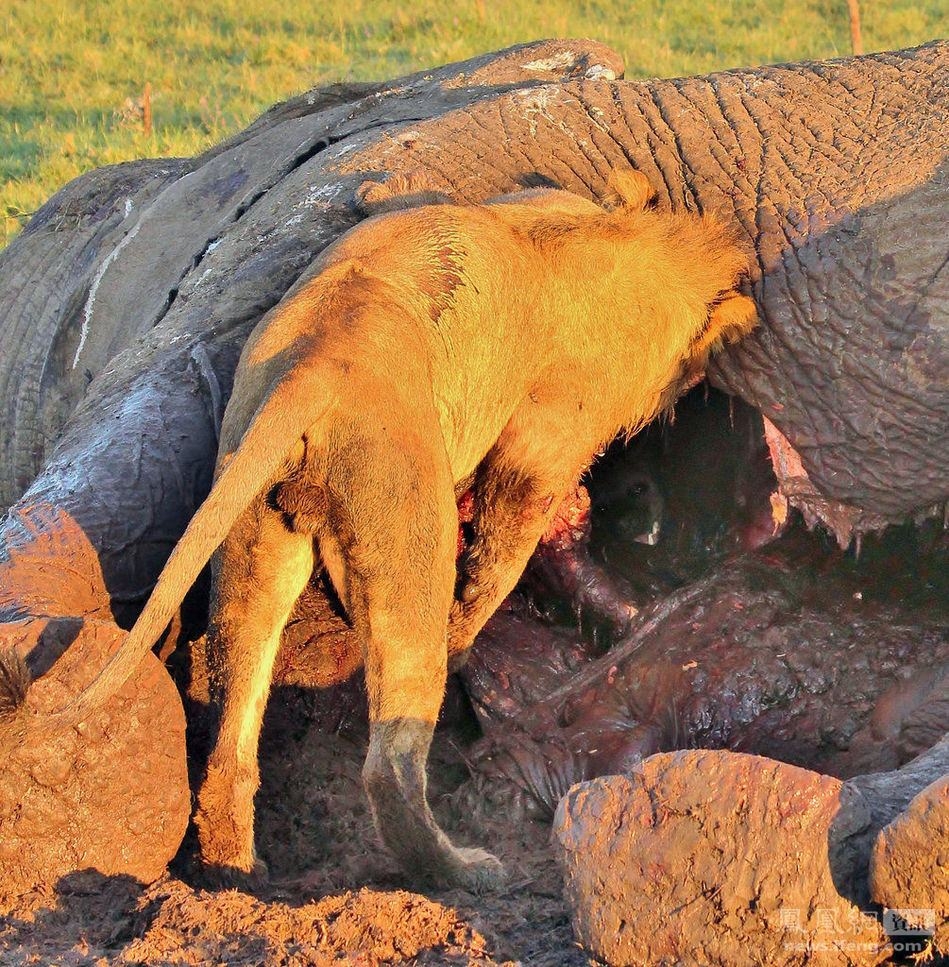 Güneş battıktan sonra ortaya çıkıyor! 332