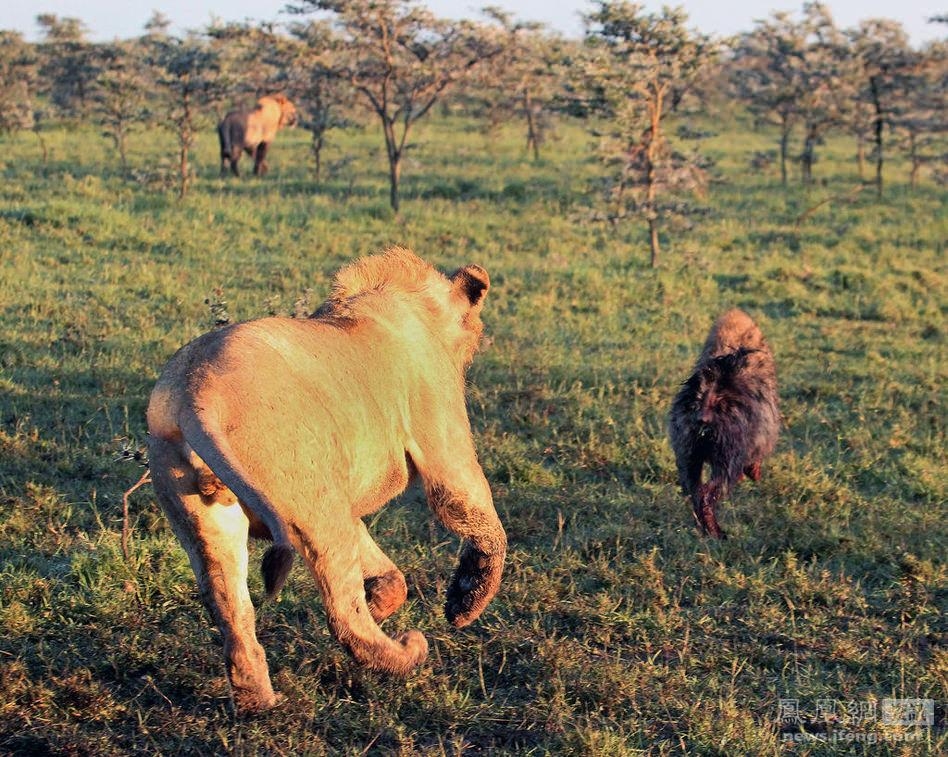 Güneş battıktan sonra ortaya çıkıyor! 338