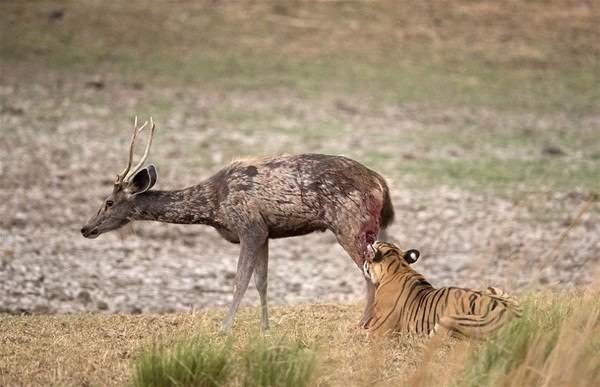 Güneş battıktan sonra ortaya çıkıyor! 34