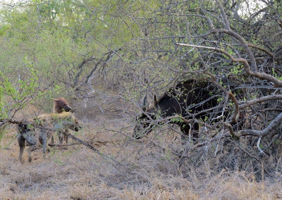 Güneş battıktan sonra ortaya çıkıyor! 343