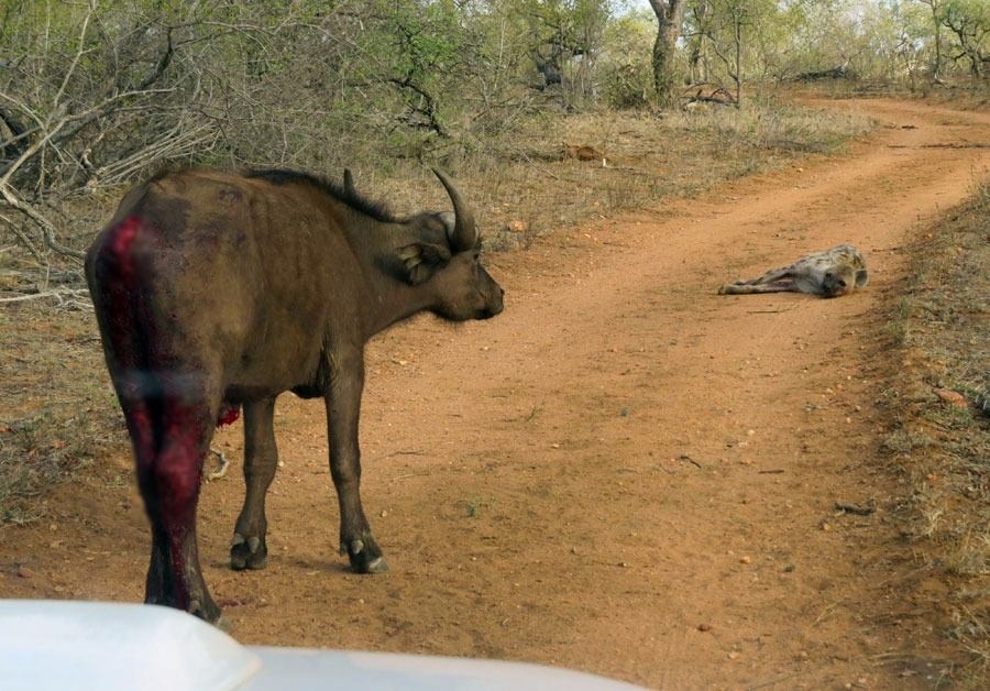 Güneş battıktan sonra ortaya çıkıyor! 345
