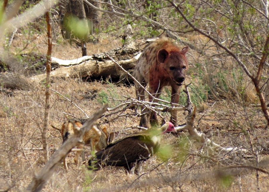 Güneş battıktan sonra ortaya çıkıyor! 346