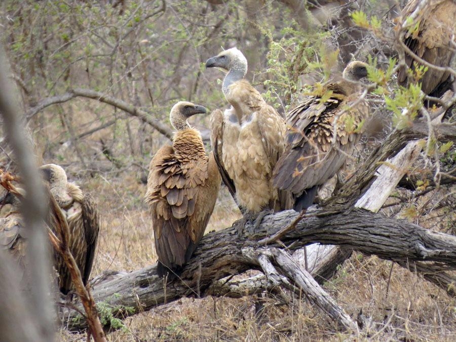 Güneş battıktan sonra ortaya çıkıyor! 347