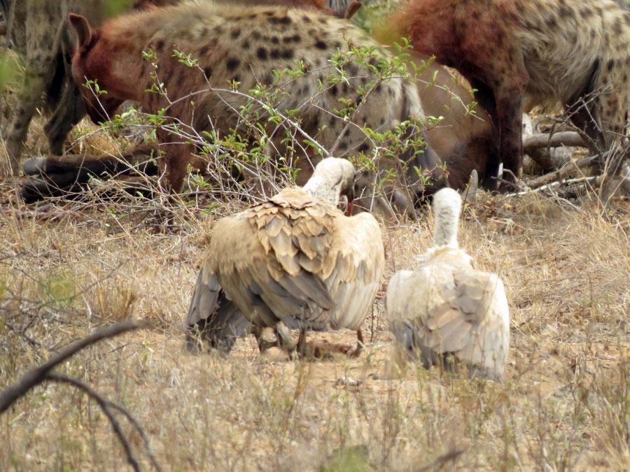 Güneş battıktan sonra ortaya çıkıyor! 348
