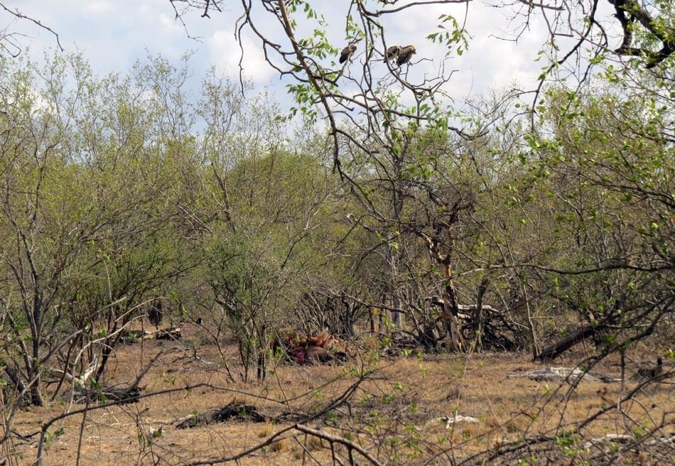 Güneş battıktan sonra ortaya çıkıyor! 349