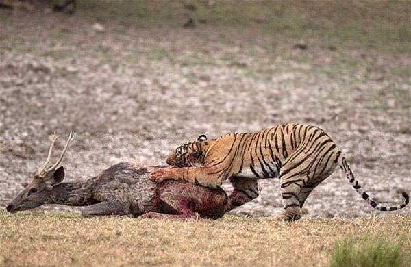 Güneş battıktan sonra ortaya çıkıyor! 35
