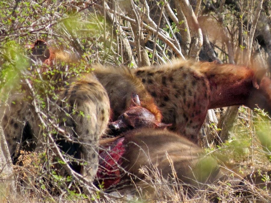 Güneş battıktan sonra ortaya çıkıyor! 350