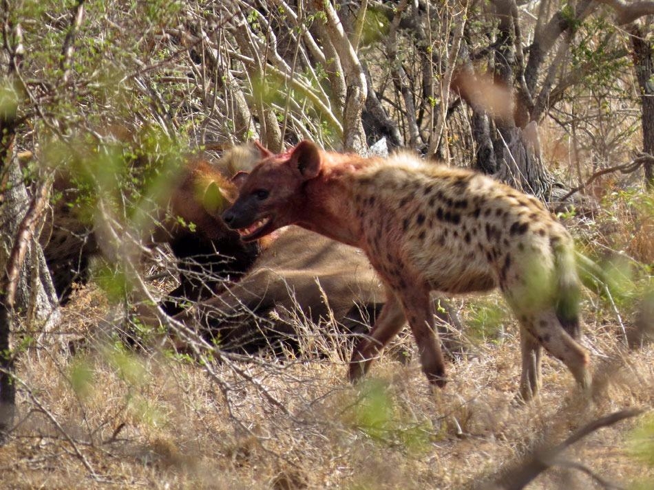 Güneş battıktan sonra ortaya çıkıyor! 351