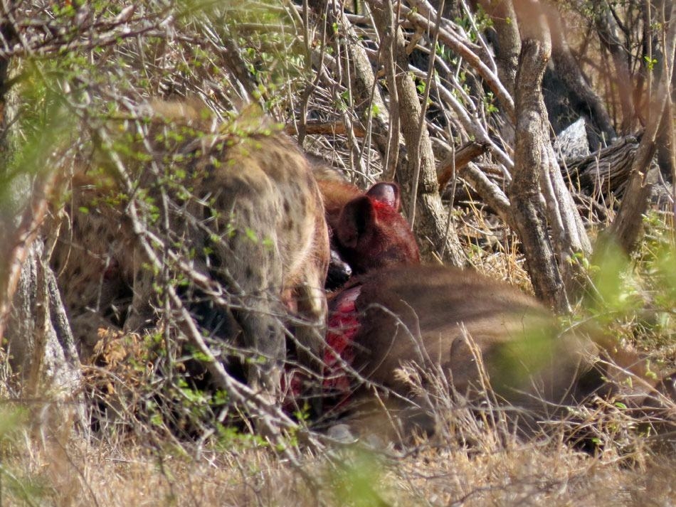 Güneş battıktan sonra ortaya çıkıyor! 352