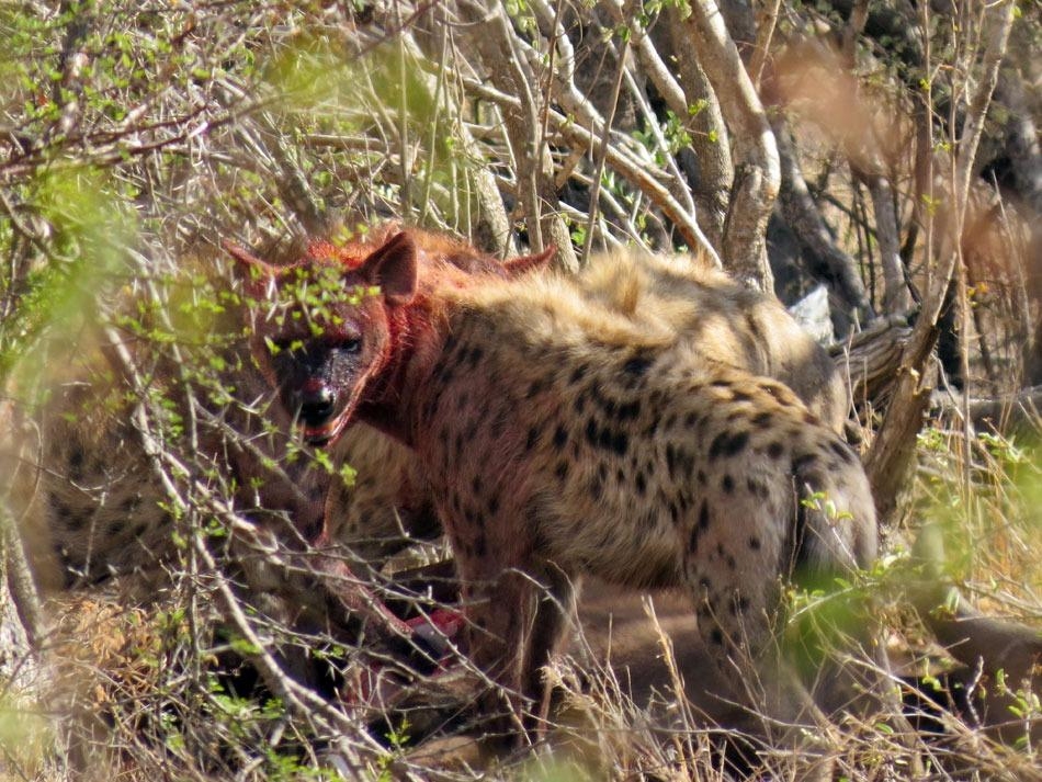 Güneş battıktan sonra ortaya çıkıyor! 353
