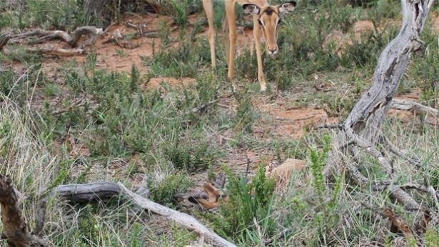 Güneş battıktan sonra ortaya çıkıyor! 37