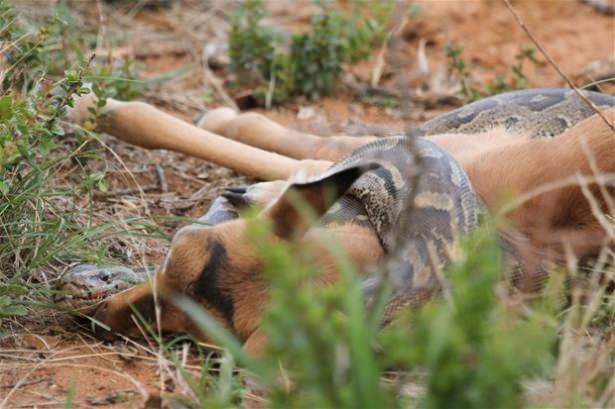 Güneş battıktan sonra ortaya çıkıyor! 39