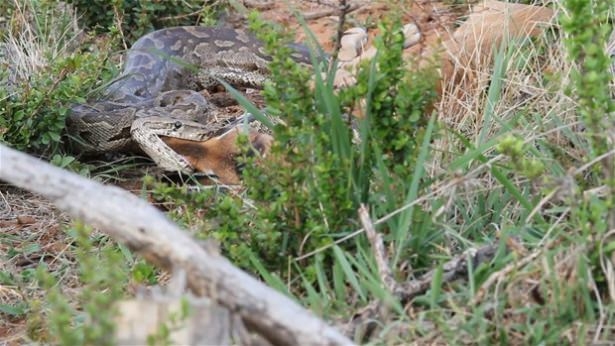 Güneş battıktan sonra ortaya çıkıyor! 40