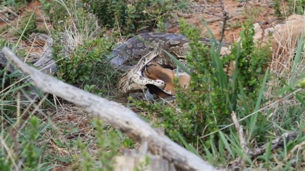 Güneş battıktan sonra ortaya çıkıyor! 41