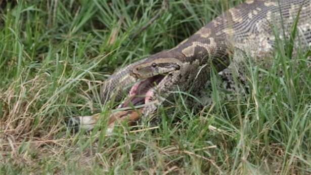 Güneş battıktan sonra ortaya çıkıyor! 42